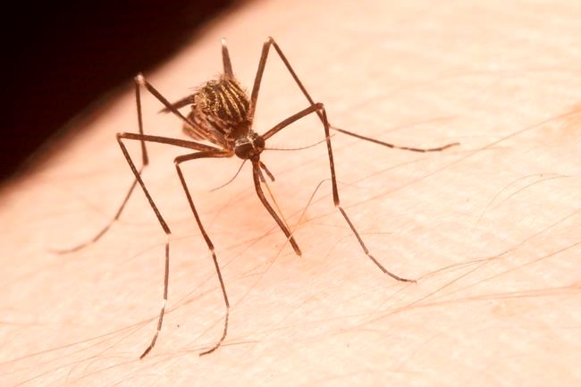 Mosquito species capable of transmitting dangerous viruses found in B.C.
