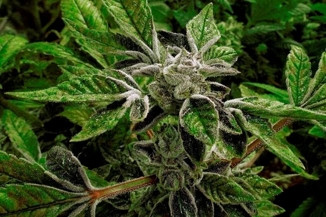 Addiction experts say Canada should learn from U.S. pot experience