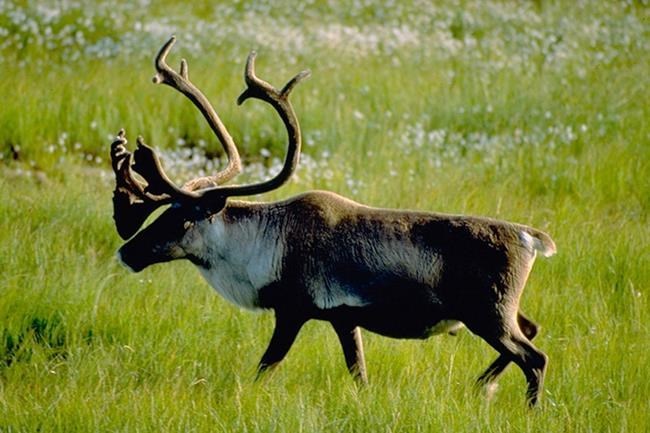 Saskatchewan, Manitoba at top of mediocre class in caribou report 