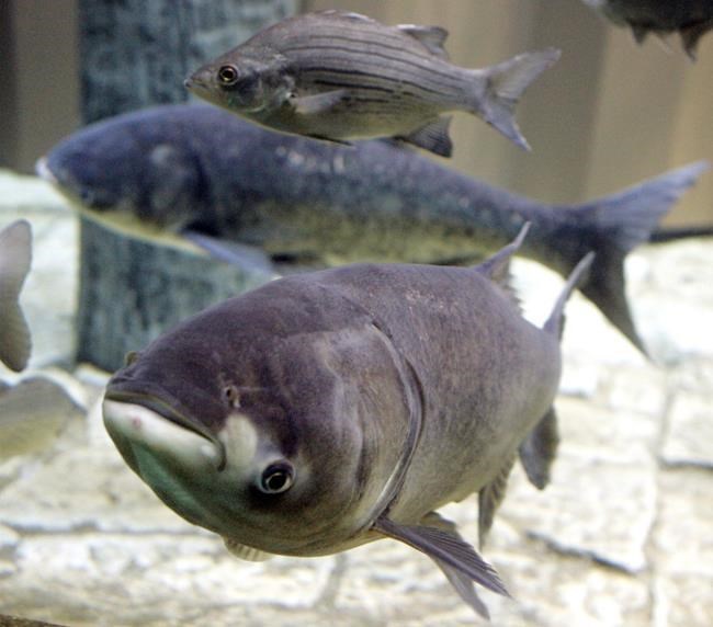 Study says Asian carp eventually could make up one-third of combined fish weight in Lake Erie