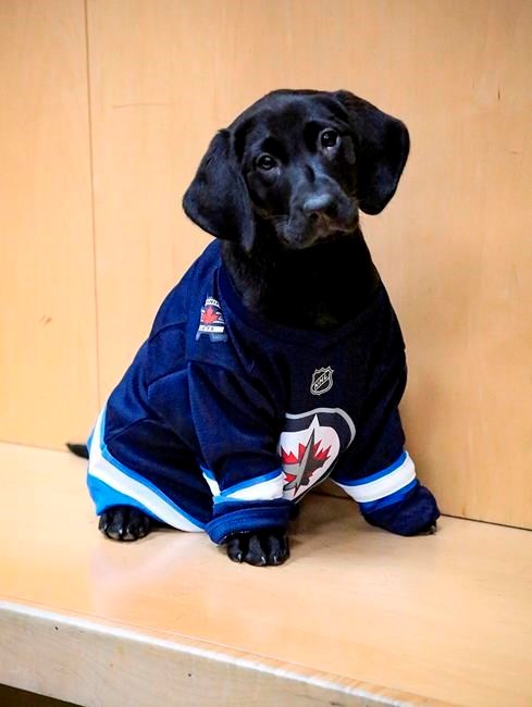 Winnipeg Jets NHL Dog Jersey