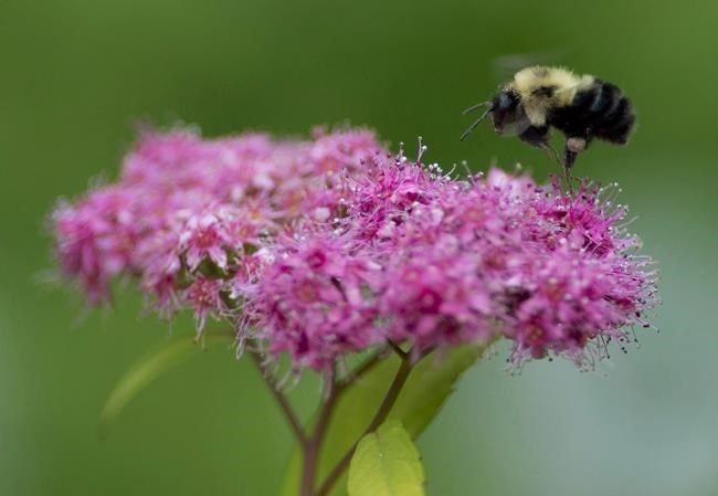 Research Shows Climate Change Silencing Spots Once Buzzing With