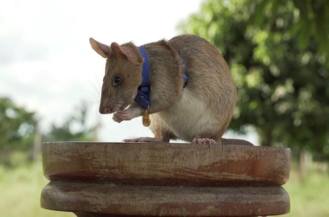 Giant rat wins animal hero award for sniffing out landmines - North Bay News