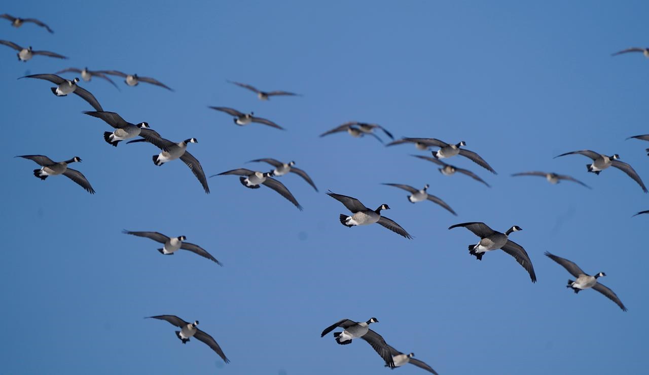 Growing flocks of Canada geese in Vernon, ., prompt city council to  approve a cull - Richmond News
