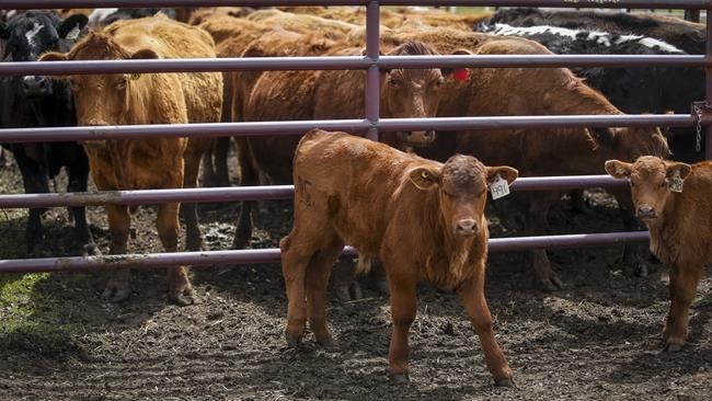 Ranchers Group se resiste a la carne «desacreditadora» de Health Canada