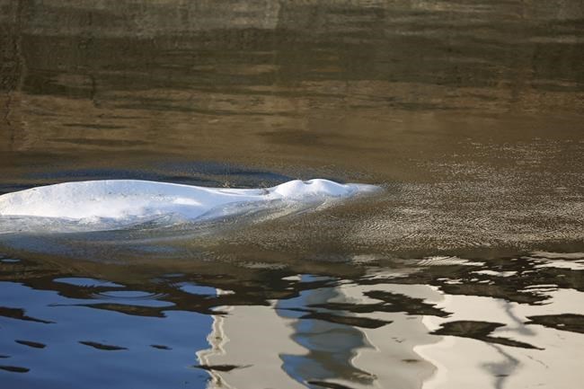 Beluga whale trapped France's Seine River dies