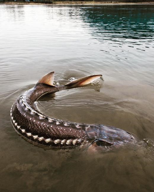 River mystery: what is killing the giant sturgeon of B.C.'s Nechako River?  - New West Record