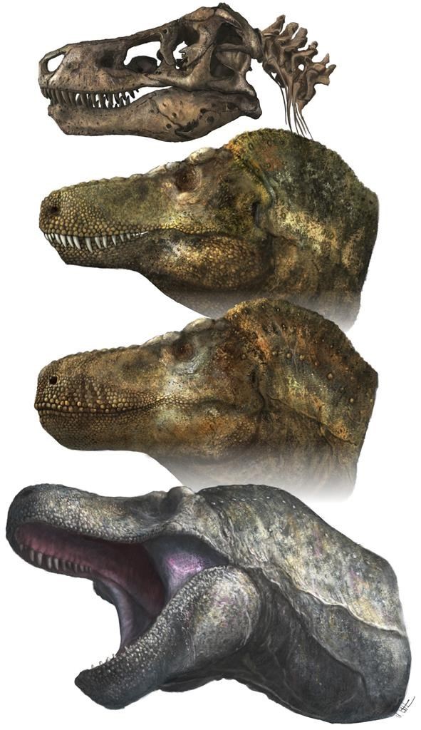 Heeft T. Rex zijn beet verloren?  Dreigend gegrom kan verkeerd zijn
