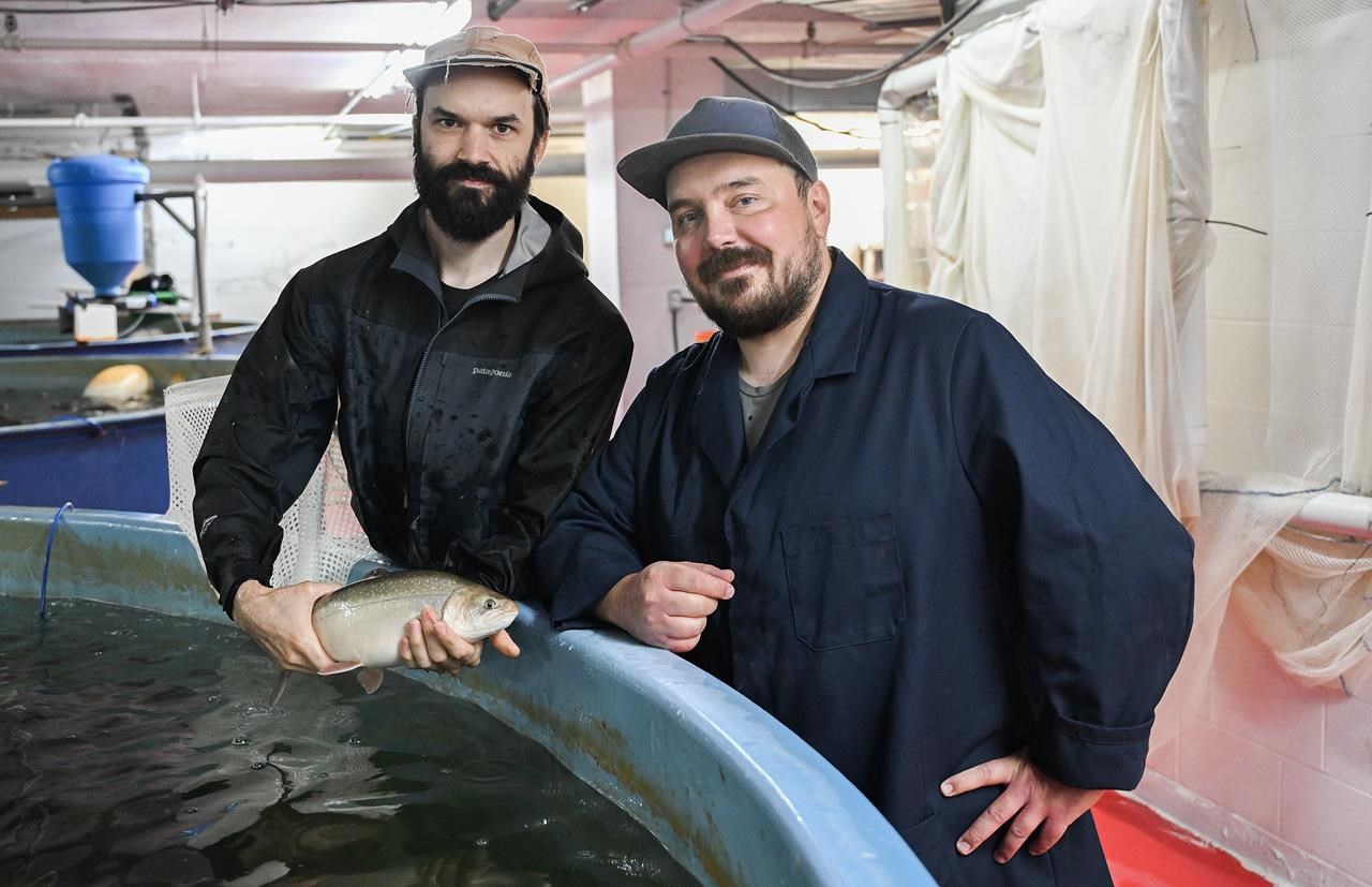 Montreal urban fish farmers say their Arctic char cuts greenhouse