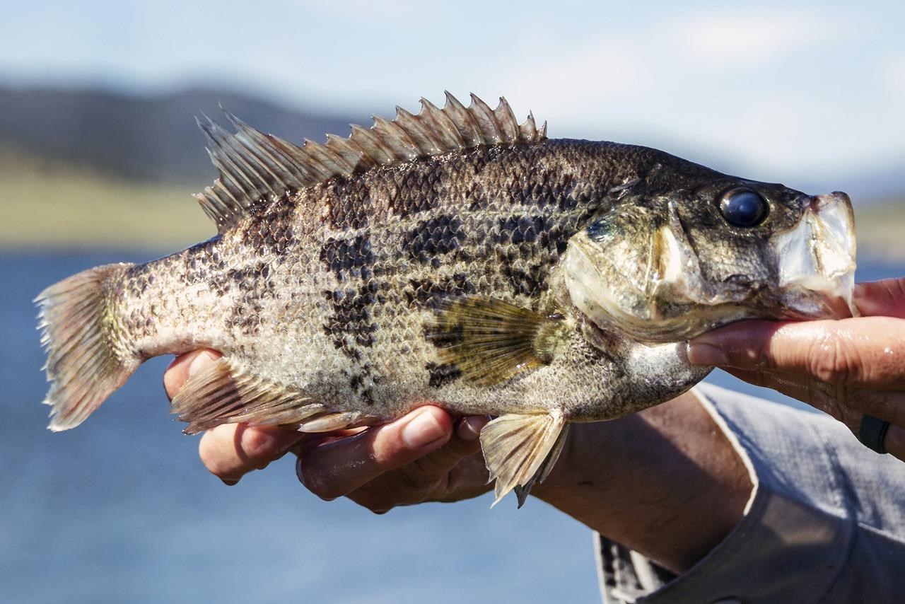 California aims to introduce more anglers to native warm-water