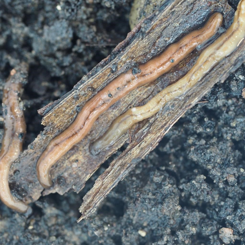 Worms that secrete a dangerous paralyzing toxin spreading in Montreal -  Powell River Peak