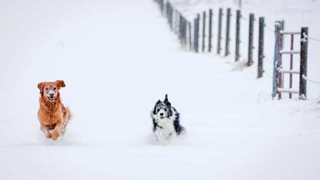 BEYOND LOCAL: End of daylight time affects pets’ schedules too, animal care workers say