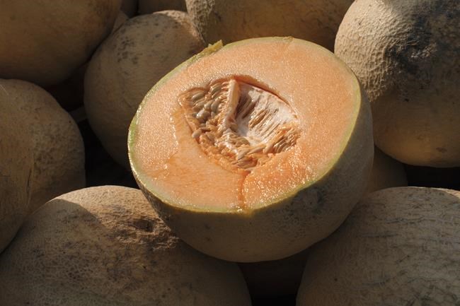 Eén sterfgeval en 63 bevestigde gevallen bij de uitbraak van salmonella in verband met meloen: PHAC