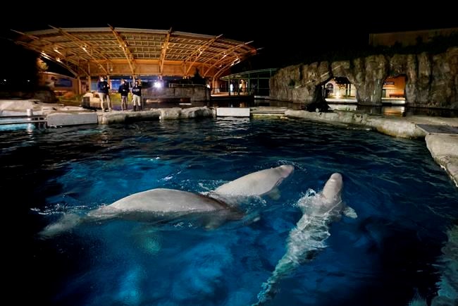 rip #beluga 21/12/2022