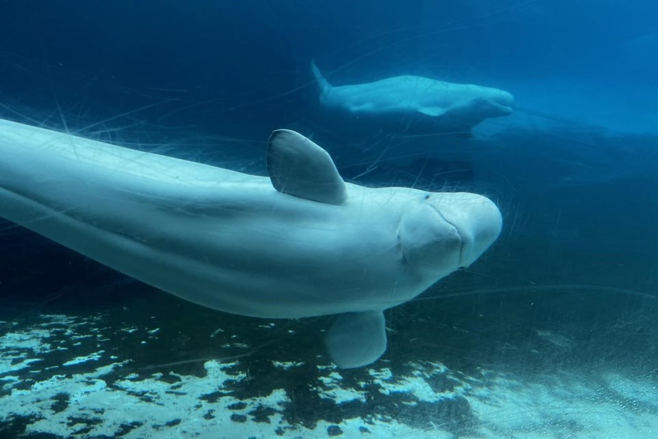 Gia, a beluga whale at Marineland has died