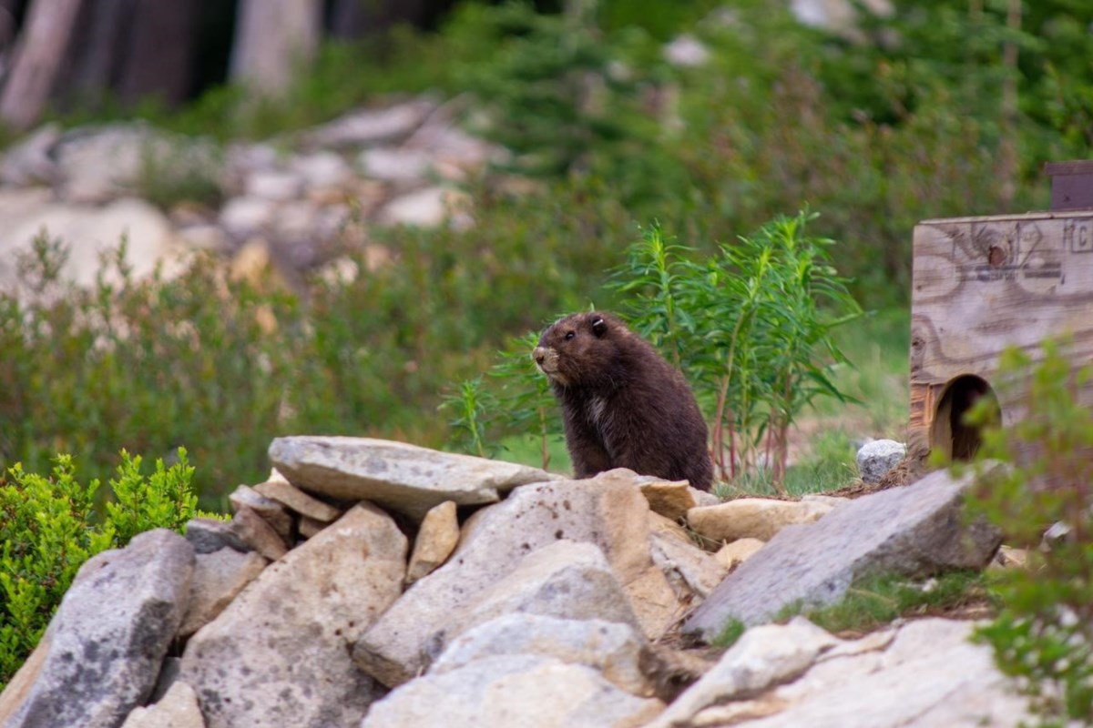 Le baby-boom de 59 petits aide la marmotte de l’île de Vancouver, une espèce en voie de disparition, à se rétablir