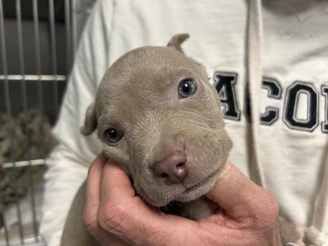 Blue eyed pitbull puppy for best sale sale