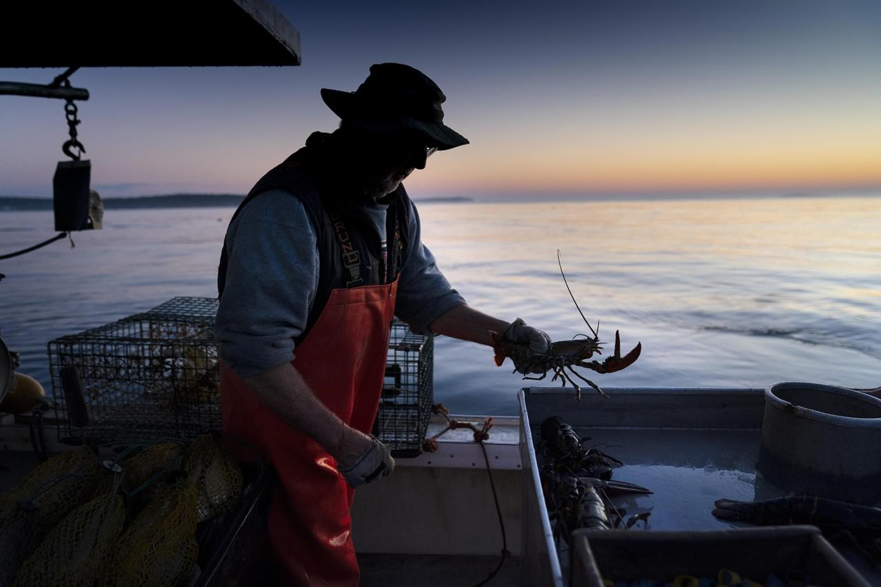 Lobster catch dips to lowest level since 2009 as fishers grapple