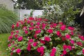 Just-introduced annuals and perennials add something new to the garden