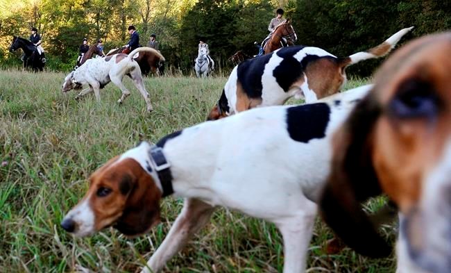 Animal rights groups seek review of Ontario's new hunting dog law