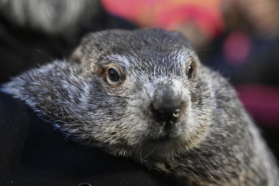 Punxsutawney Phil, the spring-predicting groundhog, and wife Phyllis are parents of 2 babies