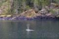 Rescuers hope AI will help reunite orphaned whale with its family in B.C.