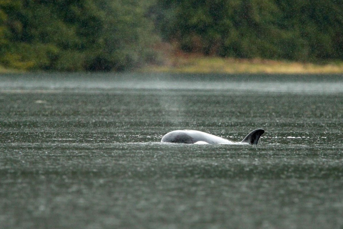 Trapped B.C. orca calf's skin whitening, no sign of emaciation ...