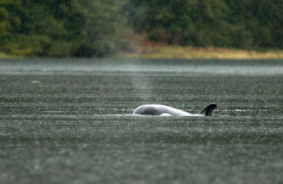 Trapped B.C. orca calf's skin whitening, no sign of emaciation ...