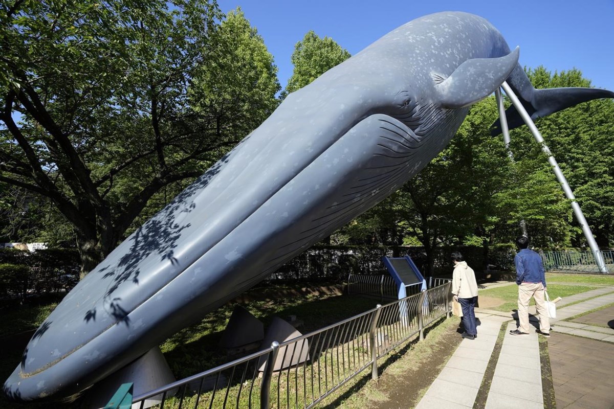 日本、現在認められている3種より大きいヒゲクジラに対する商業捕鯨拡大提案