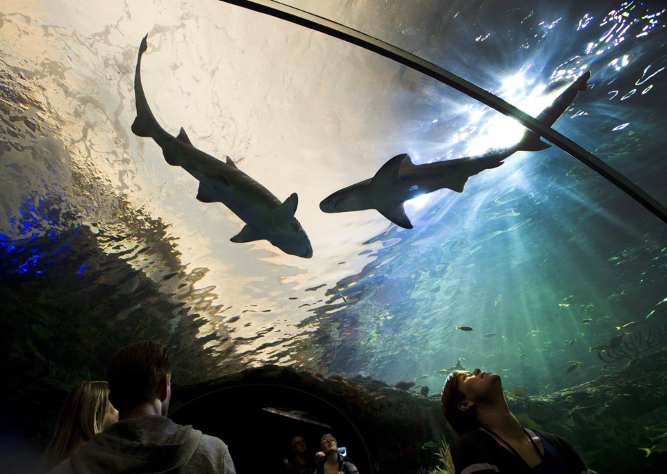 Toronto Public Health warning of potential measles exposure at Ripley's Aquarium