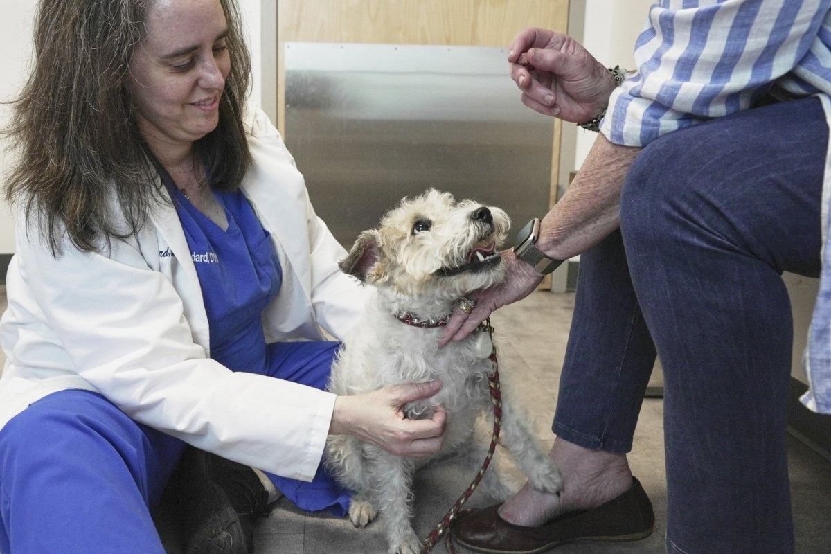 Dogs and cats can also suffer from allergies, but there are ways to help our furry friends