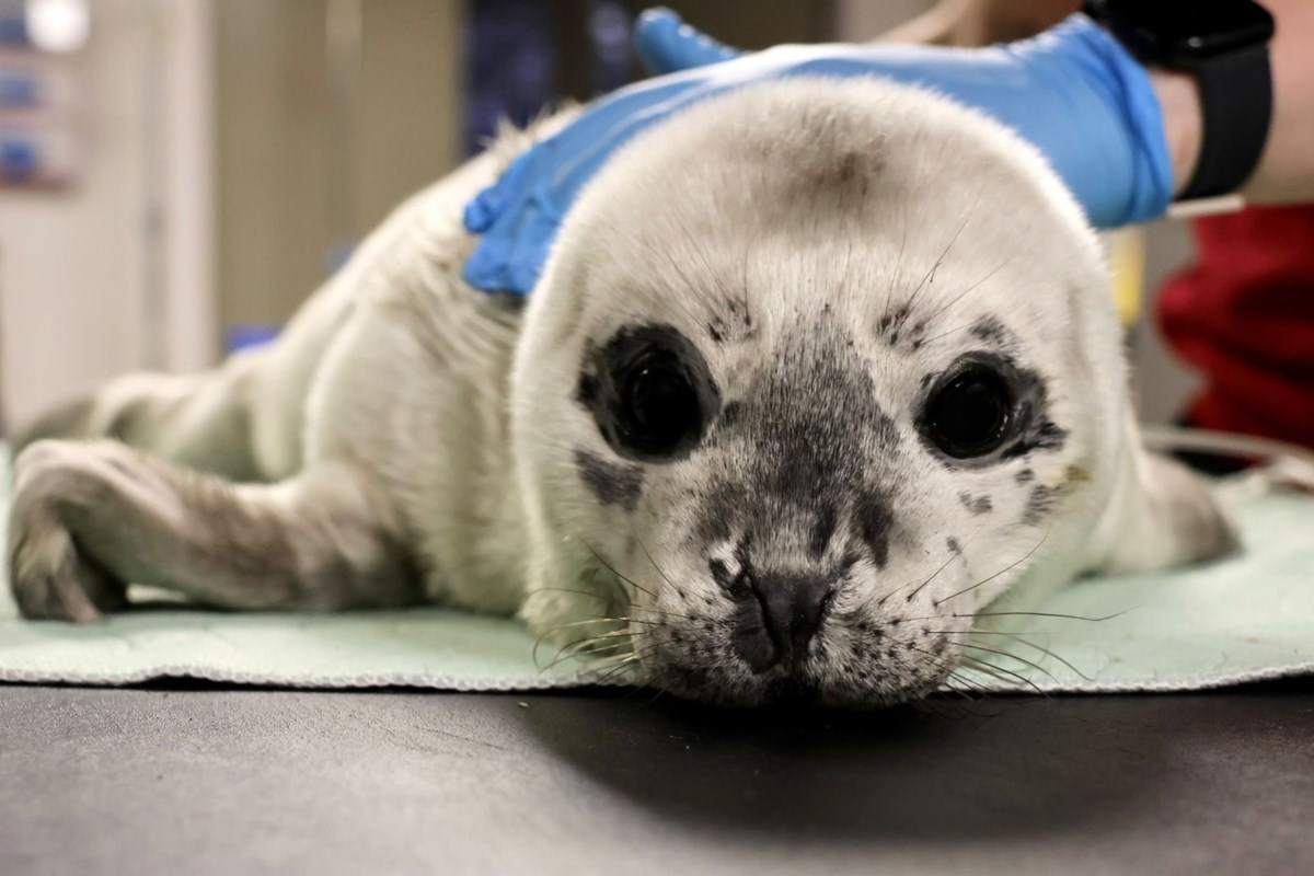 Prematurely born harbour seal Zeus is rescued in British Columbia