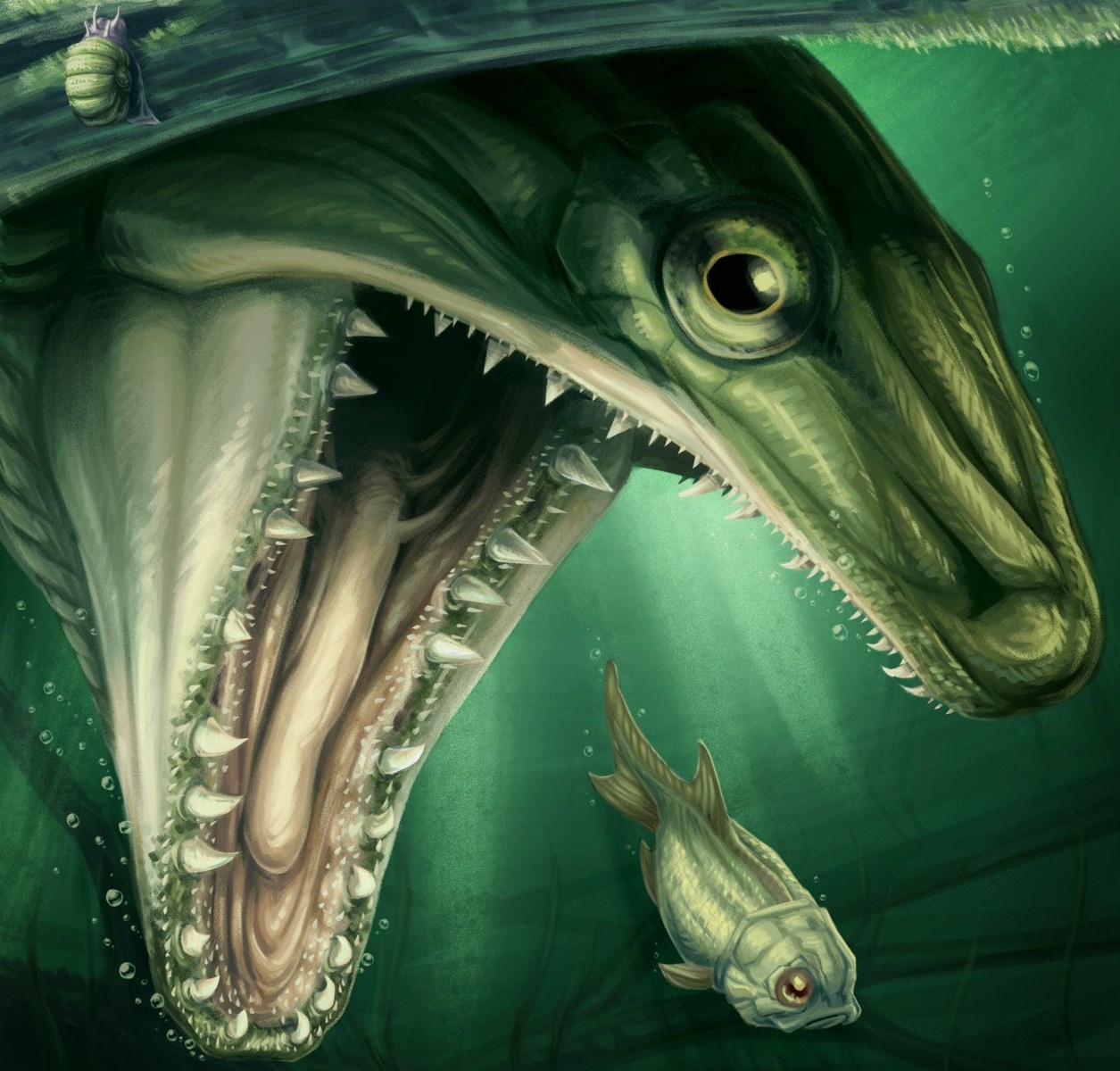 Researchers discover ancient predatory, fanged fish that swam in Nova Scotia waters