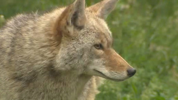 coyote
