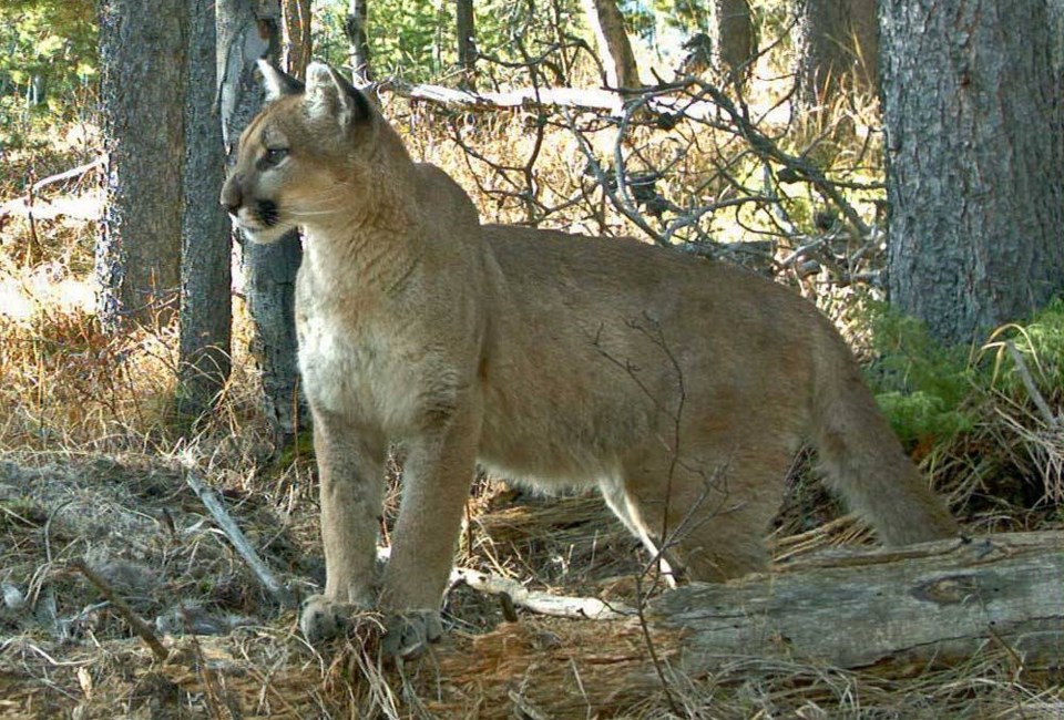 cougar-a19-e1551924775336