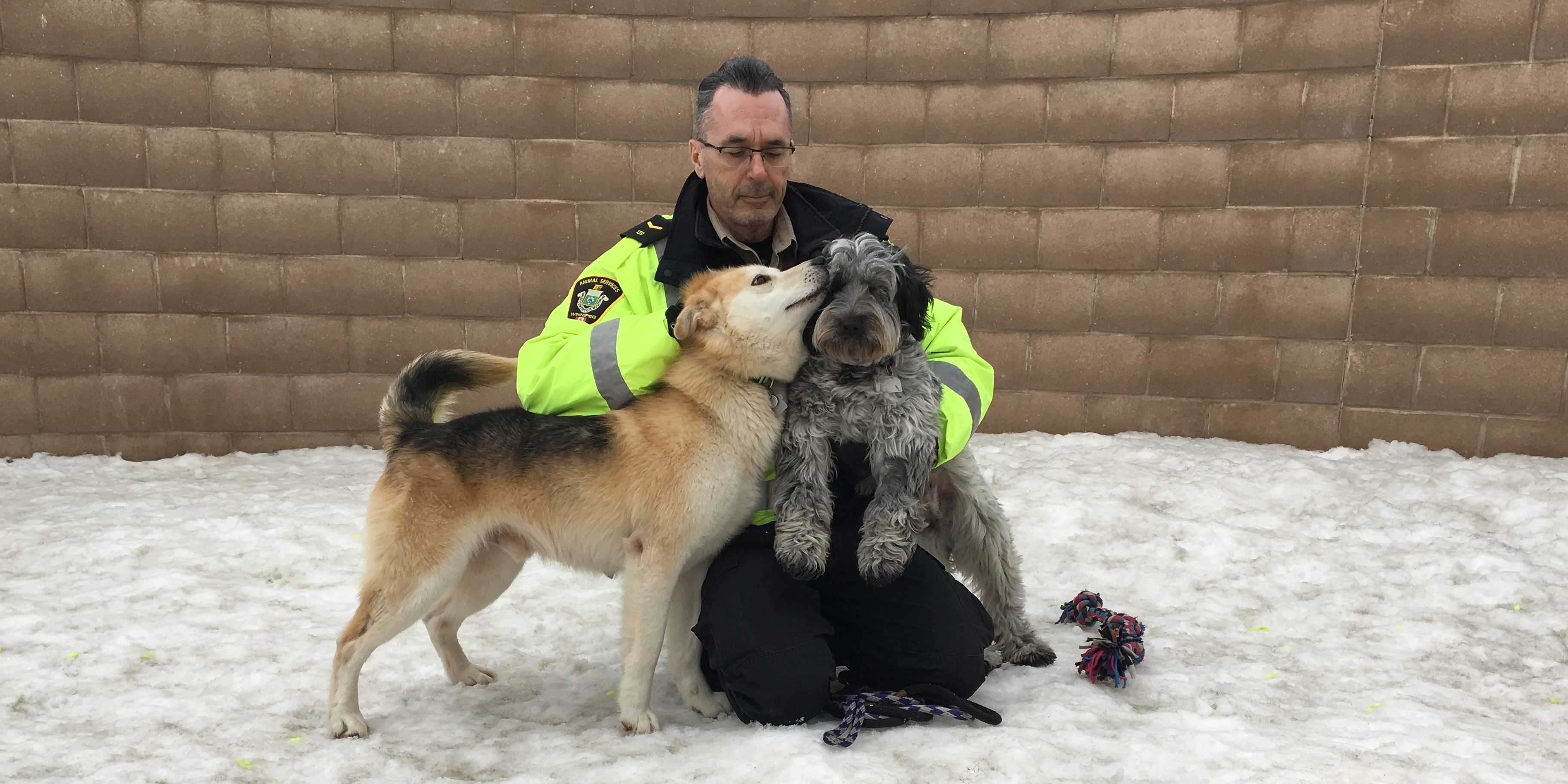Winnipeg Animal Services Looking For Furever Home For 2 Dogs In Love Sootoday Com
