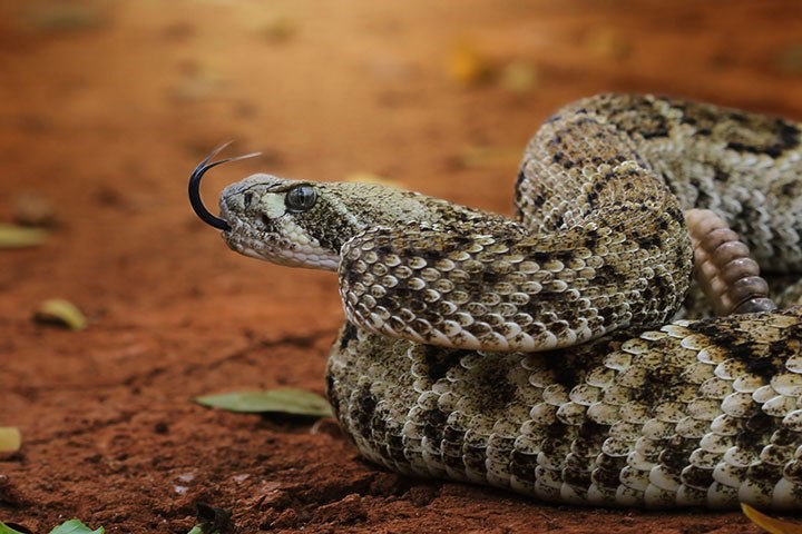 rattlesnake-file