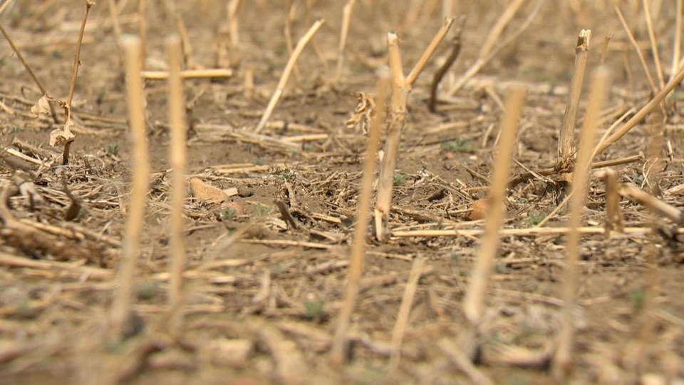 saskatchewan-agriculture-crop-report-drought