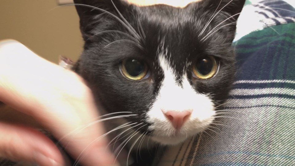 cat