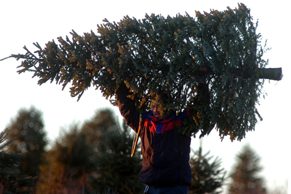 christmas-tree