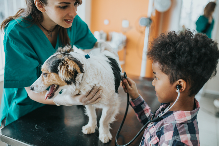 pet-at-the-vet