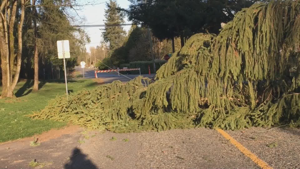 tree-down-wind