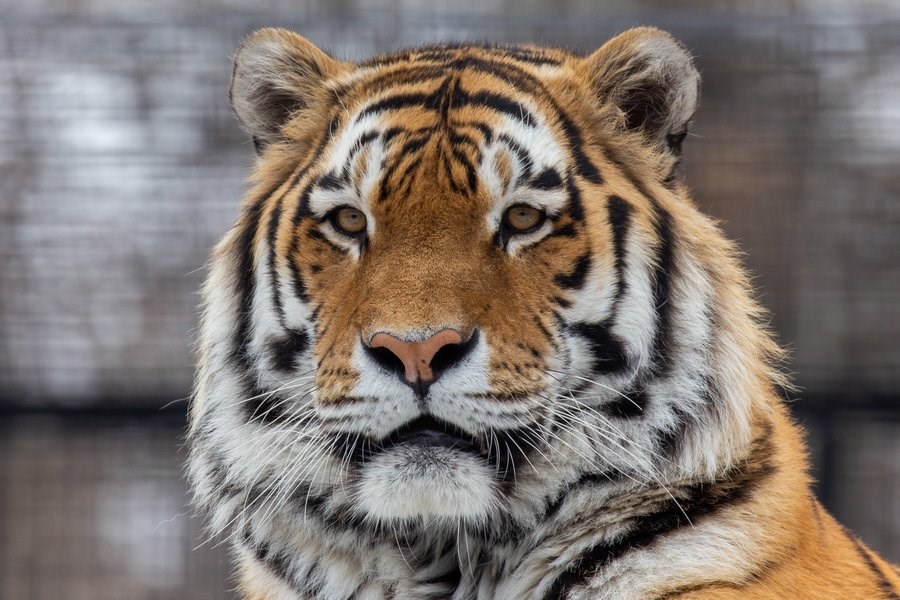 tiger