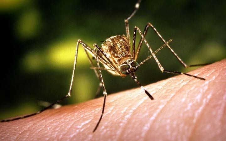 west-nile-virus-mosquitoes-saskatoon