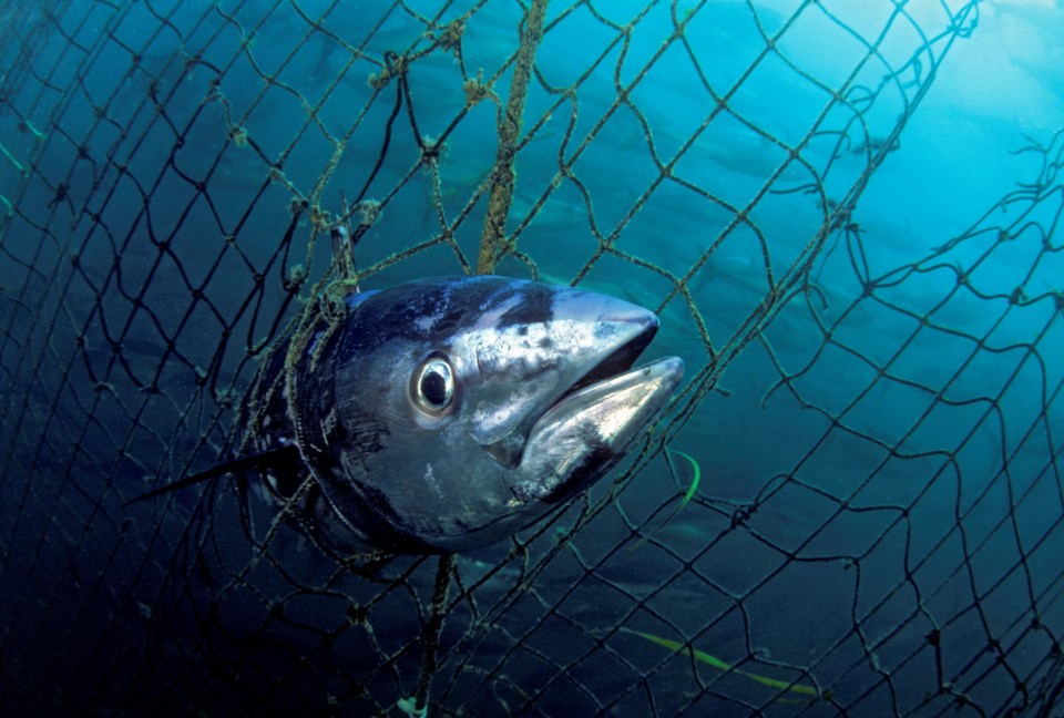 fish-stuck