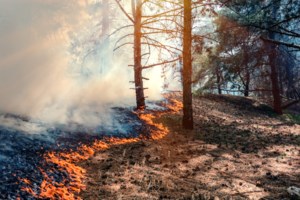 Seven wildfires burning in Ontario's northeast region