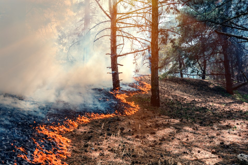 forest fire AdobeStock_185098544