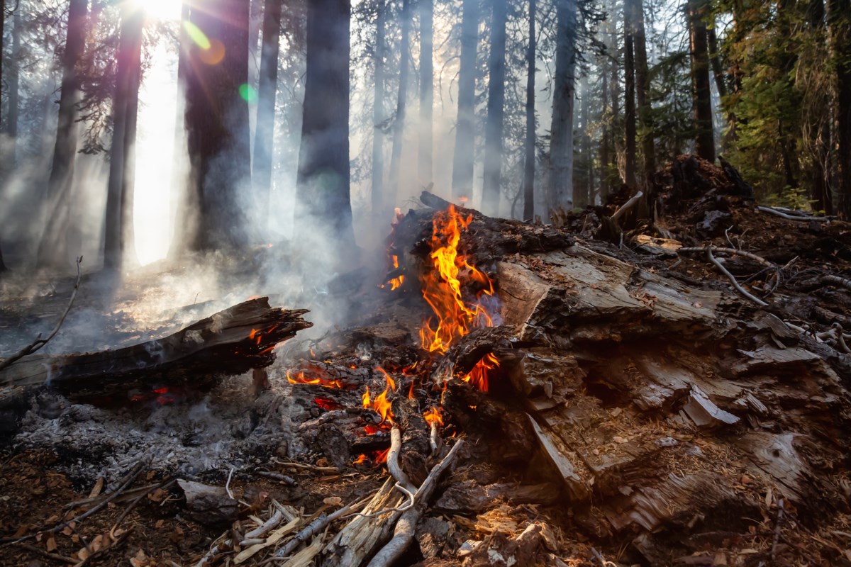 AU-DELÀ DU LOCAL : La lutte contre les incendies de forêt nécessite une endurance extrême