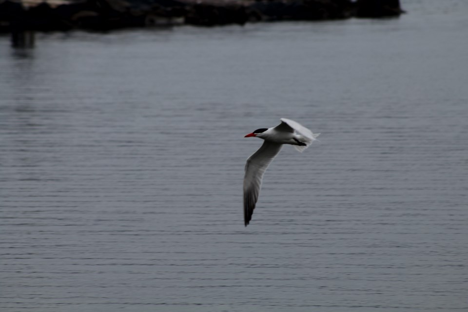USED 2018-05-03-common-tern-rb