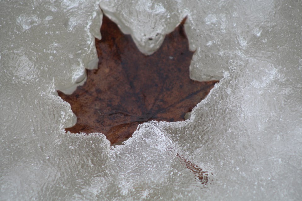 USED 2019-03-14 Leaf in ice RB 1
